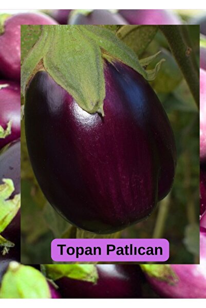 "Patlıcan tohum seti 5 çeşit 150 Adet | Yerel & Sürdürülebilir Tohum”