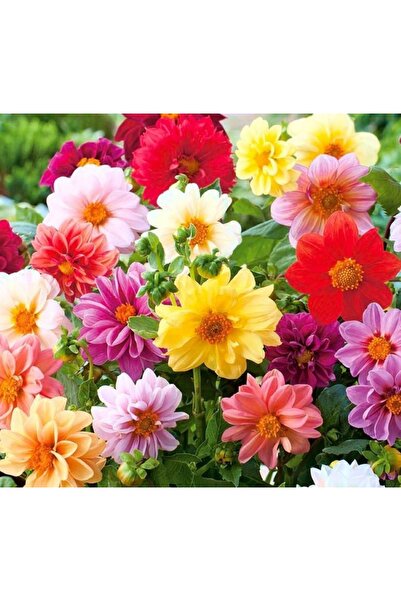 Karahasanoğlu Tarım YERLİ YILDIZ ÇİÇEĞİ SOĞANI 3 ADET