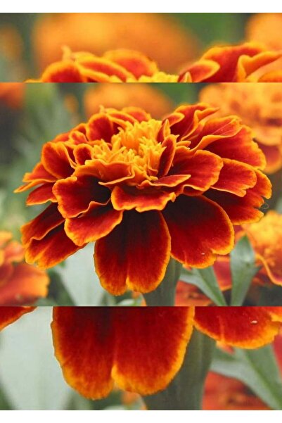 Doğanlı Kadife Çiçeği tohumu 100 Adet