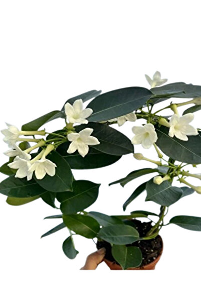 İlkadım Botanik KOKULU MADAGASKAR YASEMİNİ SARMAŞIK CİNS