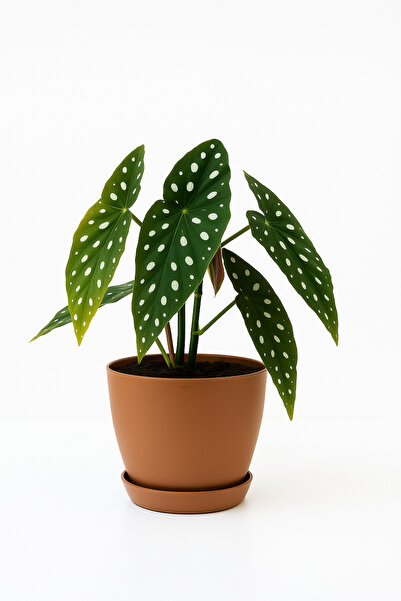 Melkan Home 6 Litre Begonya Saksı – 22x21 cm Mat Bitki Saksısı | İç ve Dış Me...