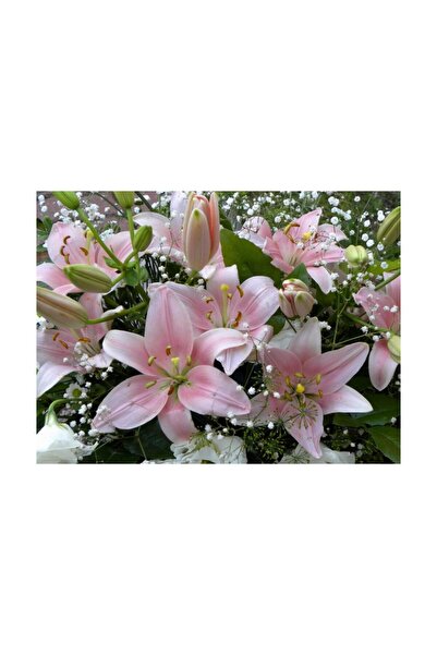 Vipfoni 3 Adet Silik Pembe Kokulu Lilyum (Zambak) Çiçeği Soğanı