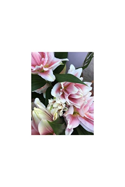 Vipfoni 3 Adet Katmerli Gülkurusu Kokulu Lilyum (Zambak) Çiçeği Soğanı