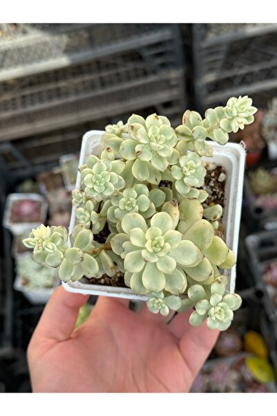 SukuLand Echeveria Tango Varigata Cluster Kore ithal kolesiyonluk özel tür su...