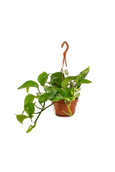 Verdena Plantă agățătoare Epipremnum Aureum - 45 cm