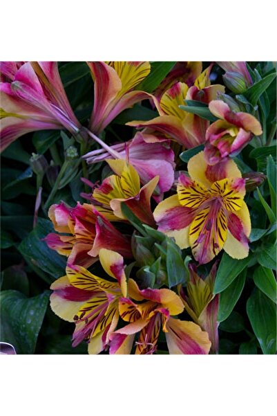 Vipfoni 3 Adet Sarı Pembe Şeritli Kokulu Lilyum (Zambak) Çiçeği Soğanı