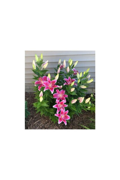 Vipfoni 3 Adet Pembe Kokulu Lilyum (Zambak) Çiçeği Soğanı