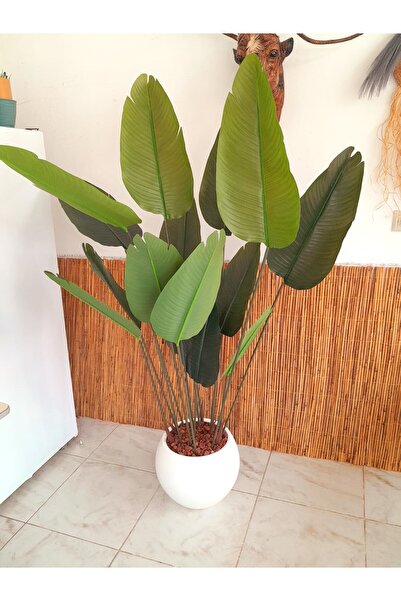 YEŞİLADA Starliçe Muz Ağacı Dev Boy Yoğun 15 Yapraklı Starliçe Fiber Beyaz Saksıda