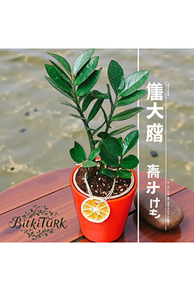 BitkiTÜRK Seramik Saksıda İthal Zeze Zamia 40/45cm