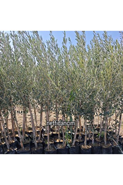 Net Fidancım Arbequina Bodur Zeytin Fidanı 3 yaş tüplü 140cm - İspanyol Yağlı...
