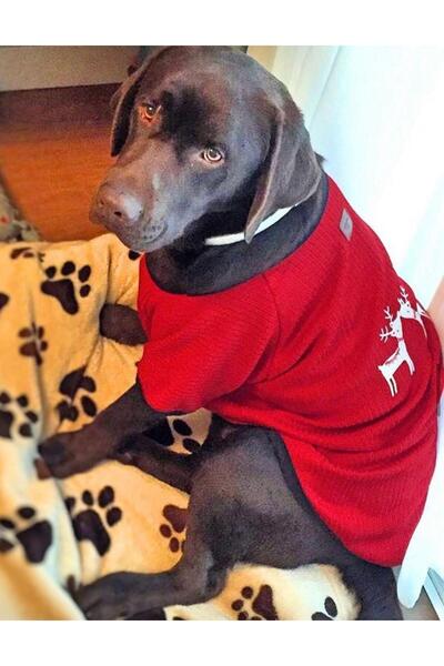 Alphadog Red Deer Medium Breed Dog Christmas Sweater (15-20 kg Suitable))