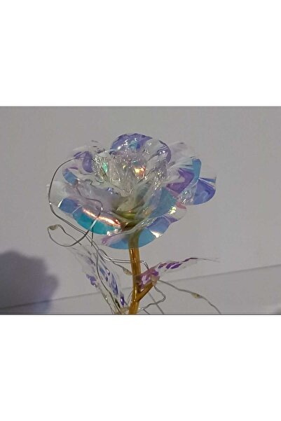 Roses Rose in glass dome Rose