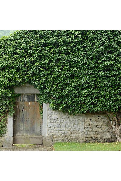 Planta de Gradina Hedera hibernica (Iederă scoțiană) - arbust cățărător, veșn...