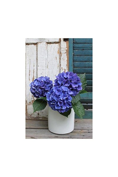Mimoza Hydrangea Mocnophylla Ortanca Çiçeği Fidanı Mavi 10-20 cm