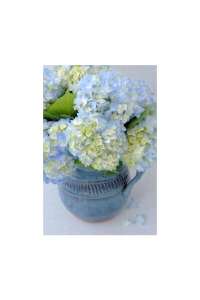 Mimoza Canlı Ortanca Çiçeği Fidanı Turuaz Mavisi 10-20 cm