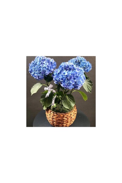 Mimoza Canlı Ortanca Çiçeği Fidanı Gökmavi Rengi 10-20 cm