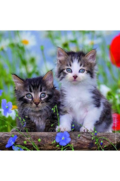 RAVENSBURGER Puzzle Pisicute Tigrate, 3X49 Piese