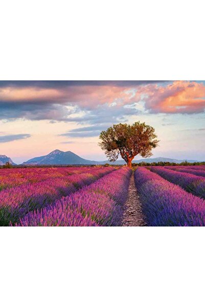 RAVENSBURGER Puzzle Camp De Lavanda, 1000 Piese