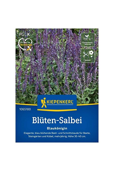 Kiepenkerl Seminte de salvie decorativa – varietate Blaukönigin, albastru int...