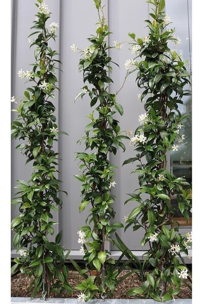 YEŞİLVADİ Arap yasemin