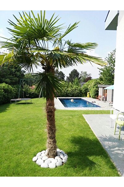 YEŞİLVADİ Saksılı palmiye fidanı 3 yaşında