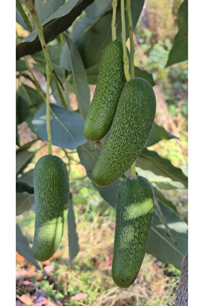 Avoda Market Bebek (Kokteyl) Avokado - 1 Kg