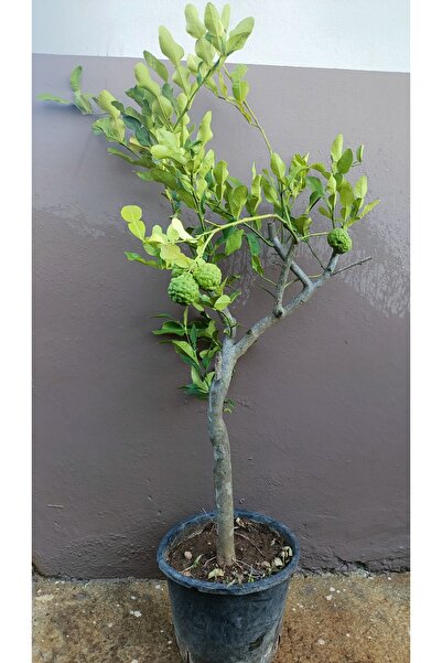 Uzunlar Fidancılık Kaffir Lime Limon ağacı