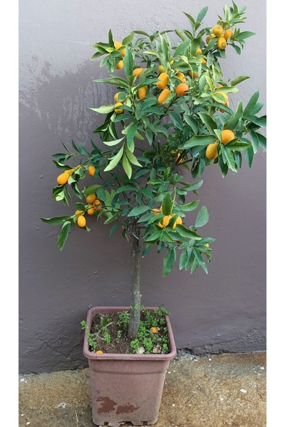 Uzunlar Fidancılık KAMKAT AĞACI MEYVELİ SAKSILI