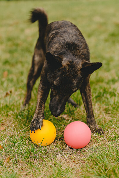 mastercat 2'li Parlak Renkli Köpek Oyun Topu Seti