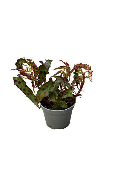Betonish Begonia Amphioxus (Begonya Çiçeği)