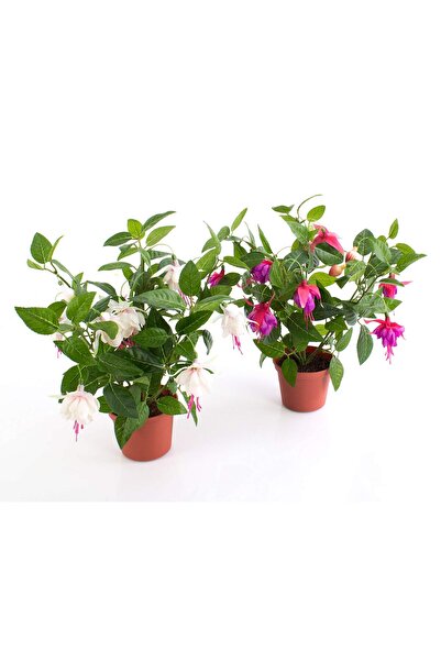 Mimoza Fuchsia Küpe Küpeli Çiçegi Fidanı 10-20 cm