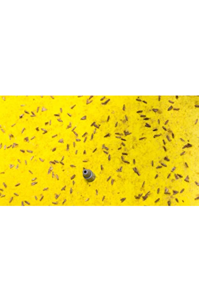 ARTI İLAÇLAMA Güve Kelebeği Feromon Yapışkan Tuzak Bant 60x30 cm Çekici Zehirsiz Organik