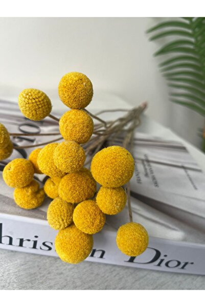 Ziva DEKOR CRASPEDİA 10 DAL