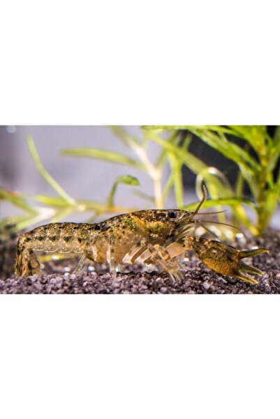 İthâl Bitki Cambarellus Diminutus Cüce Kerevit 2 Adet