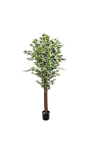 OEM Ficus 180cm