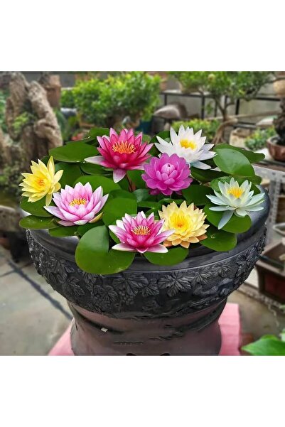 Köy Tohumları 15 Adet Tohum Katmerli Karışık Renkli Nilüfer Su Çiçeği Lotusa Lotus Tohumu Taze Hasat