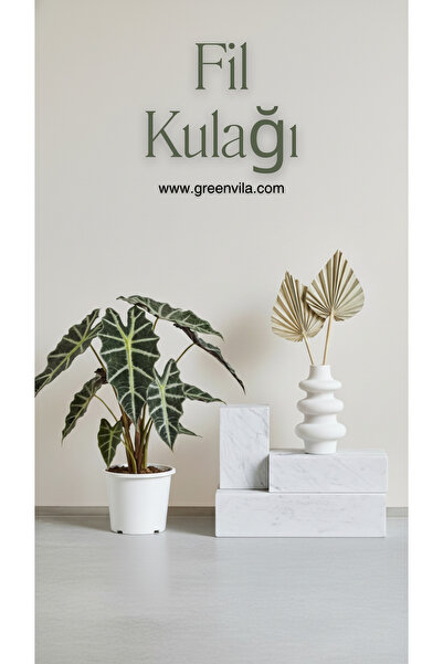 Green Alocasia Fil Kulağı Canlı Bitki – Ev ve Ofis İç Mekan