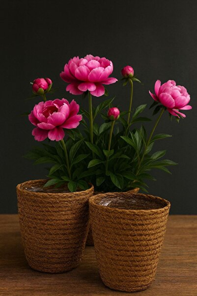 Mek life 3'Lü Hasır Saksı