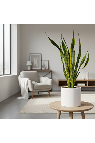 Green Paşa Kılıcı Ev Ofis Bitkileri