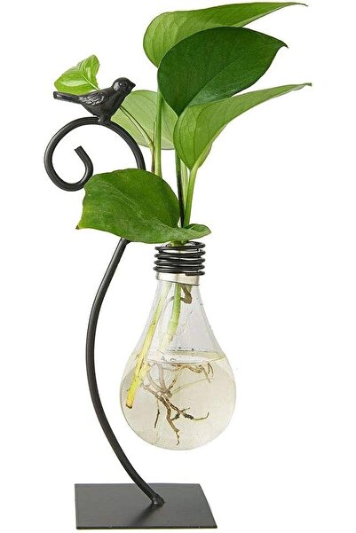 Generic Desktop Glass Planter Hydroponics Vase with Holder, Bird Plant Terrarium Stand