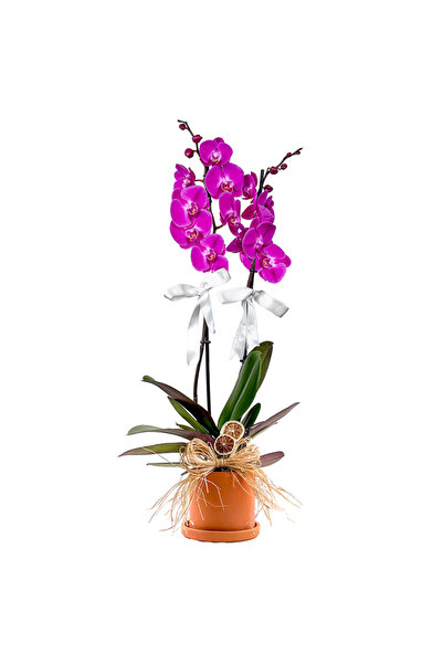 Fidanburada Mor Orkide (Purple Orchid) Ruby Terra Cotta Saksılı