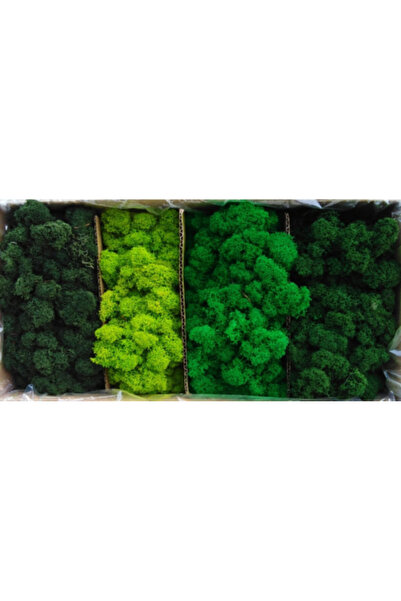 FantezieCuLicheni Mușchi stabilizat, Polar, 500gr, 4 culori verde