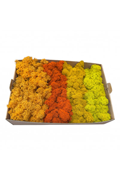 FantezieCuLicheni Mușchi stabilizat, Polar, 500gr, 4 culori galben-portocaliu