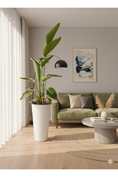 bitkidünyam Starliçe Dev Boy (Saksı Dahil 180-200 cm) - 3 Kök - Modern Ofis v...