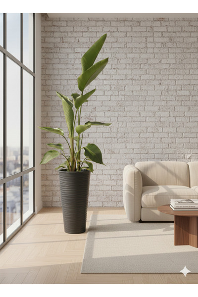 bitkidünyam Starliçe Dev Boy Antrasit Saksılı (180-200 cm) - 3 Kök - Modern O...