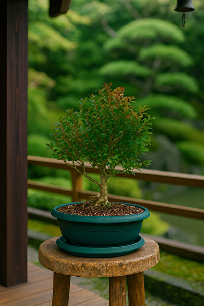 Tunç Botanik BONSAİ BUXUS - 7 YAŞINDA HEDİYELİK BONSAİ AĞACI