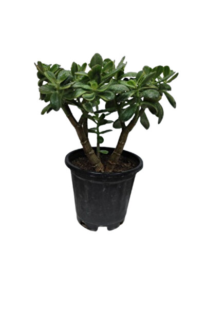 İlkadım Botanik BÜYÜK BOY CRASULA OVATA BONSAİ PARA BİTKİSİ 2 GÖVDELİ BOL YAP...