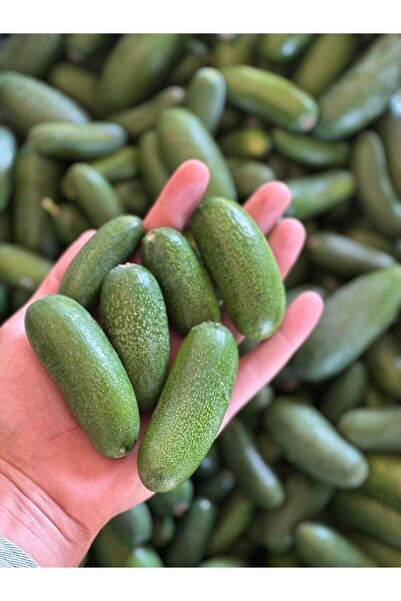 TROPİKYUM BEBEK AVOKADO 2 Kg Çekirdeksiz Parmak Avokado Taze Hasat Yerli Mahsul
