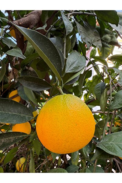 Granbusa Dalından İlaçsız Finike Portakalı 3kg