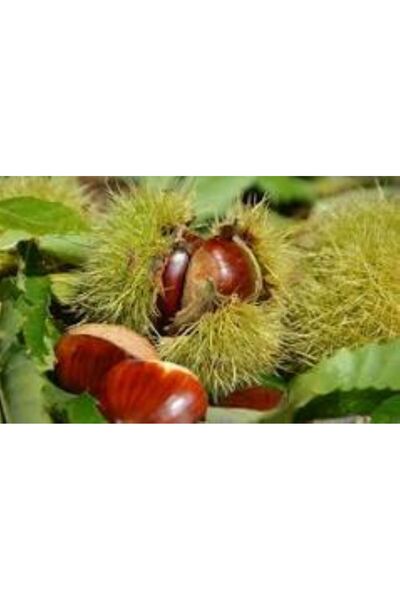 kestane Meşhur Simav Kestanesi Duble boy 1000Gr.